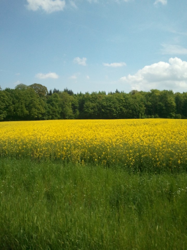 rapefield