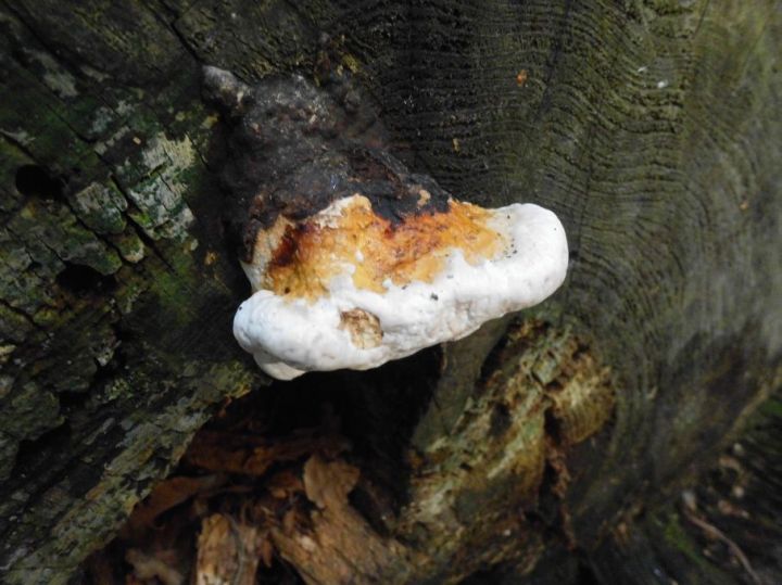 afungalonadeadtrunk_zpsf1a93943