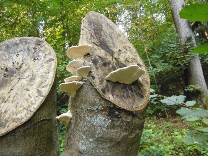 fungusmushroomsontreetrunks_zps7f69ae84