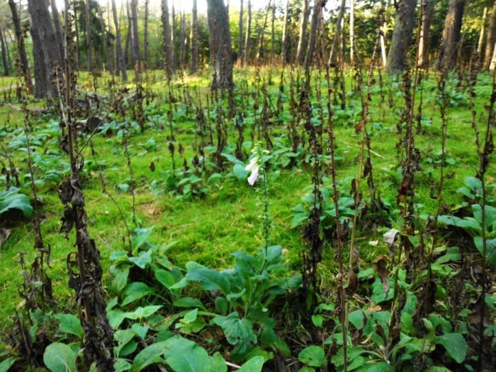 thereisjustoneflowerroterfingerhutcommonfoxglovepurplefoxglove