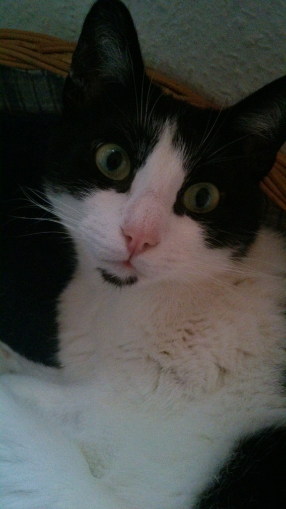 shynachinamycatpets