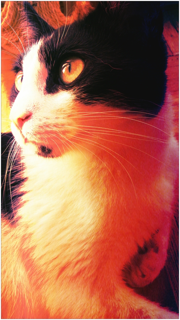 mostbeautifulcatoftheworld