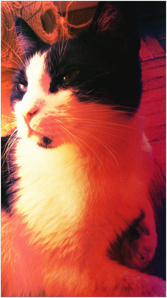 thebestcatoftheworld