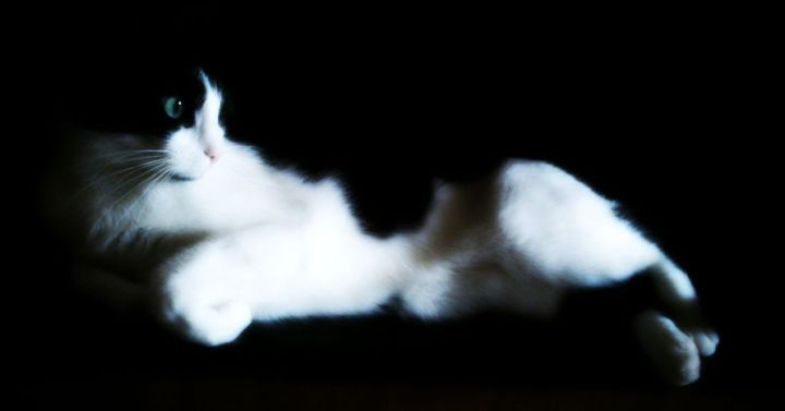 shynaDSC_0005_Antonio_Vignette_zpse2af0ae02_zpse09264c3