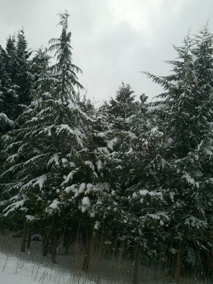 625681_435020329906291_137791295_n_zpsbda578ef