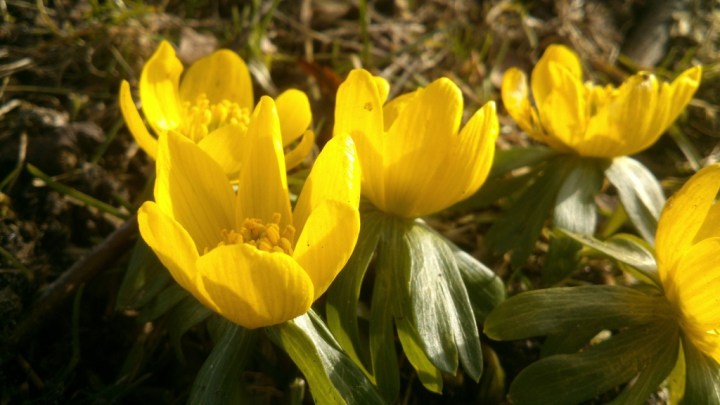 germanspringtimeflower2_zps1606bebf