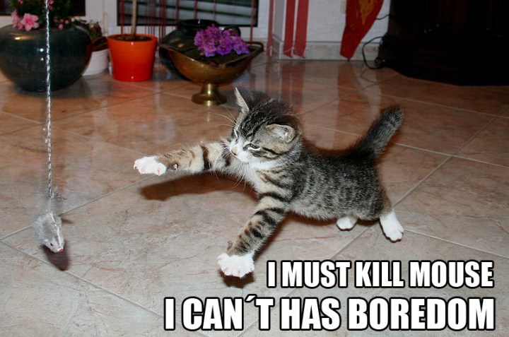 icanthasboredomimustkillmouselolcats