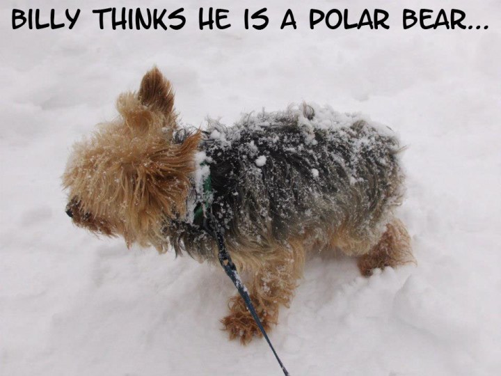 YorkshireTerrierDogBillyPolarBear_zpsf72c0c98