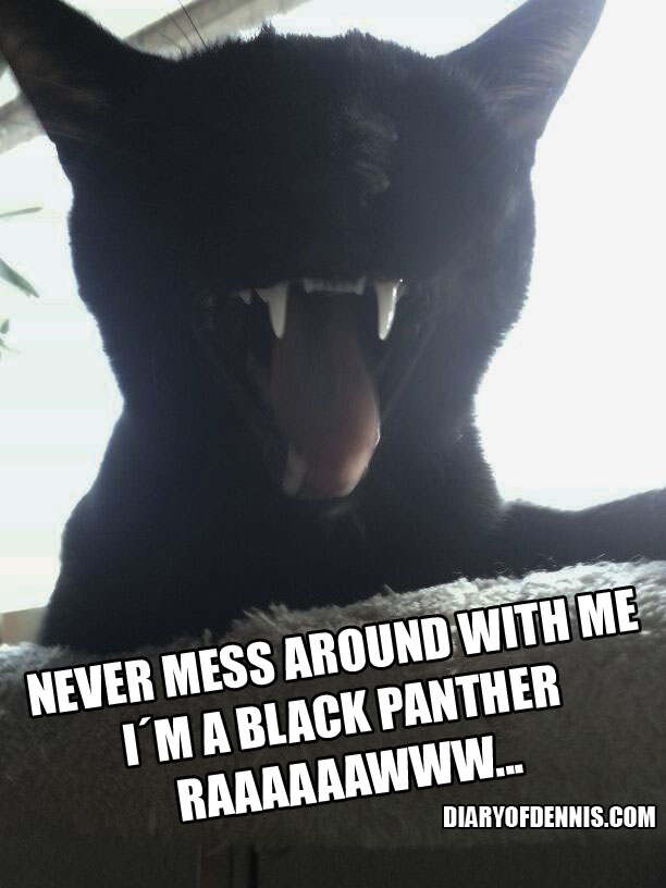 catmemeblackpanthermessaroundwithmeraaawww