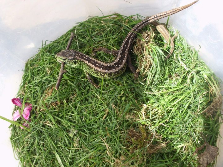 sandlizardzauneidechseLacertaagilis