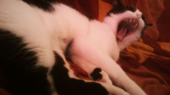 Tired Kitty shows the Teeth