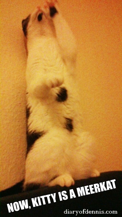kittymeerkat