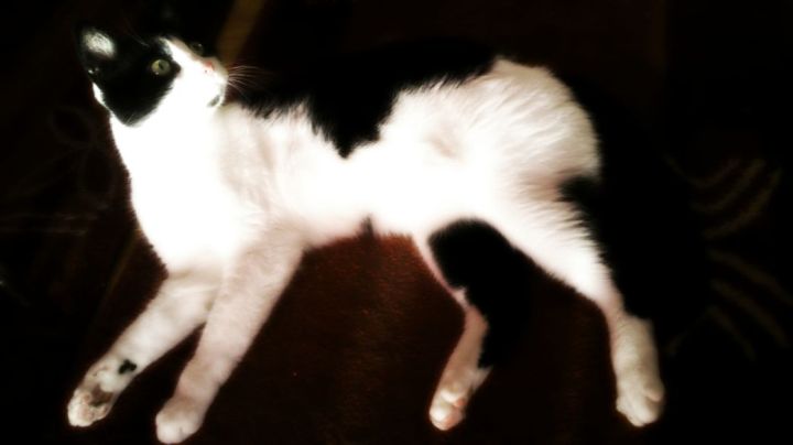 My Cat on the Red Carpet