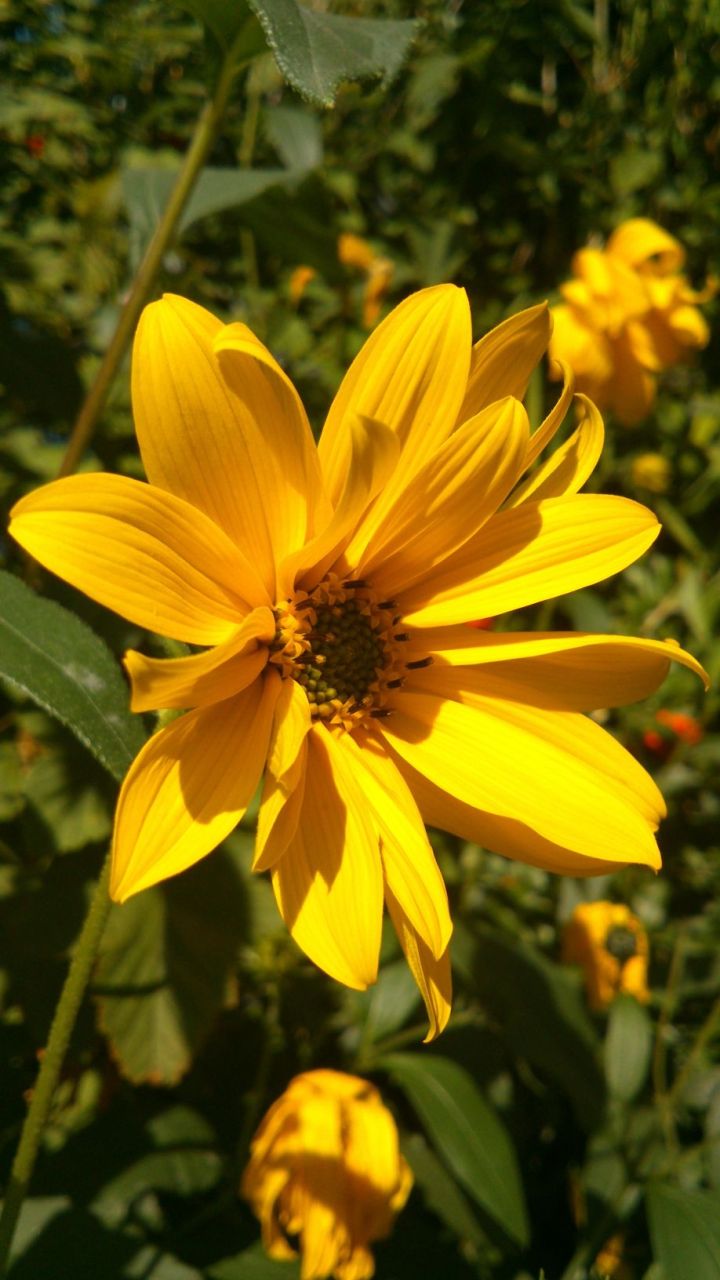 Very Beautiful Yellow Flower