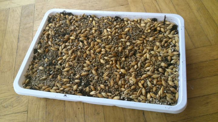 Cat Grass Barley Seed