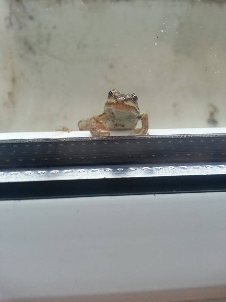Frog on the window