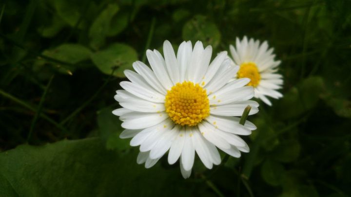 Daisy Photo