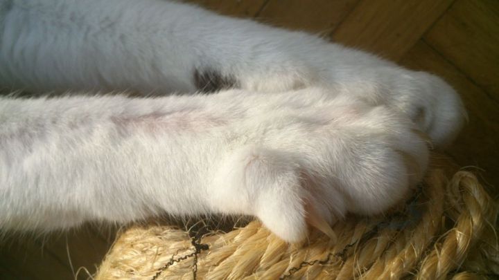 Kitty Claws