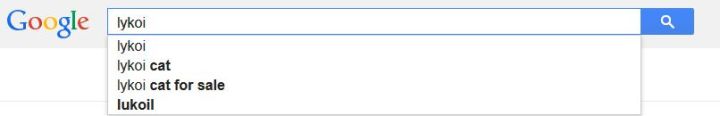 Lykoi Cat Google Autocomplete
