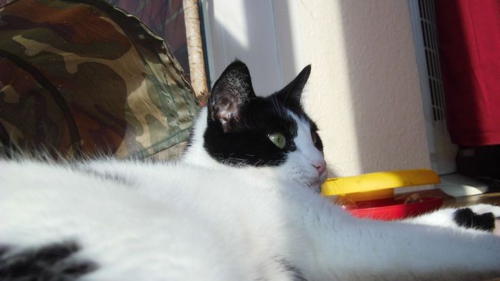 Cat Enjoys First Spring Sunbeams Too