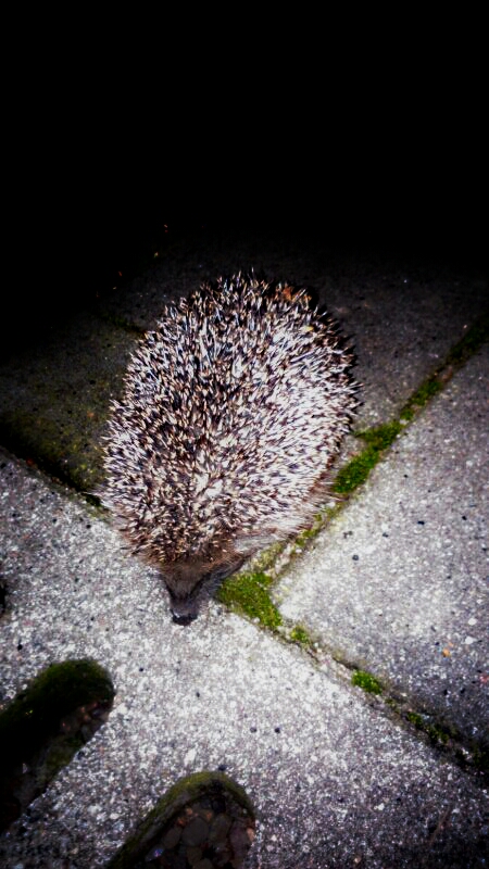hedgehog photo