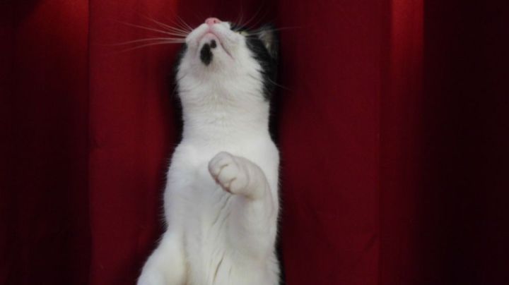 My Cat In Front Of The Red Curtain
