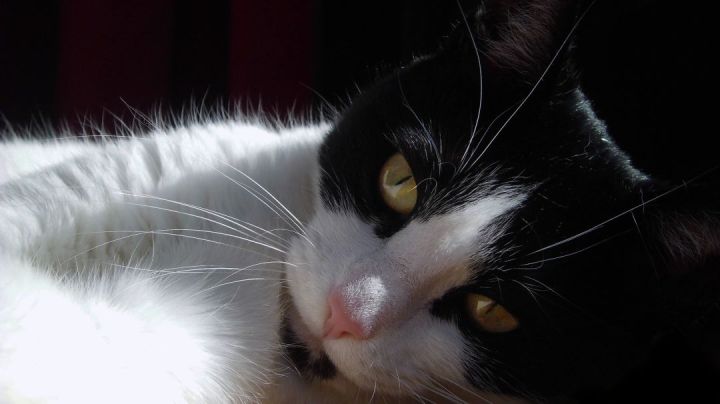 A Photo Of My Cat Shyna