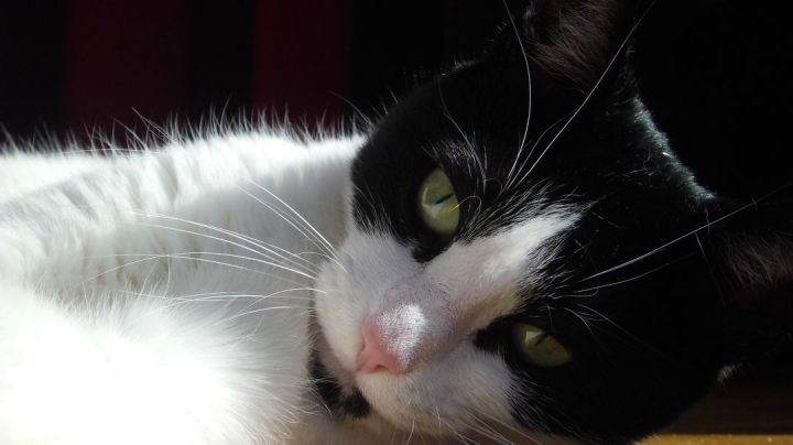 Shyna Photoshoot Original Image Without Red Eyes