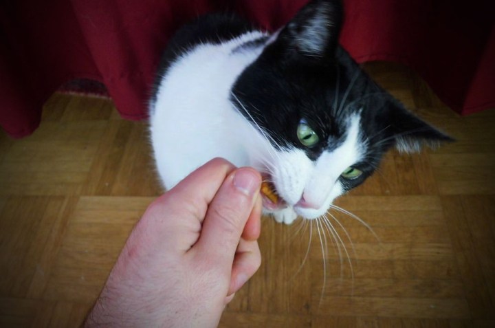 Snack Inside The Cat Mouth