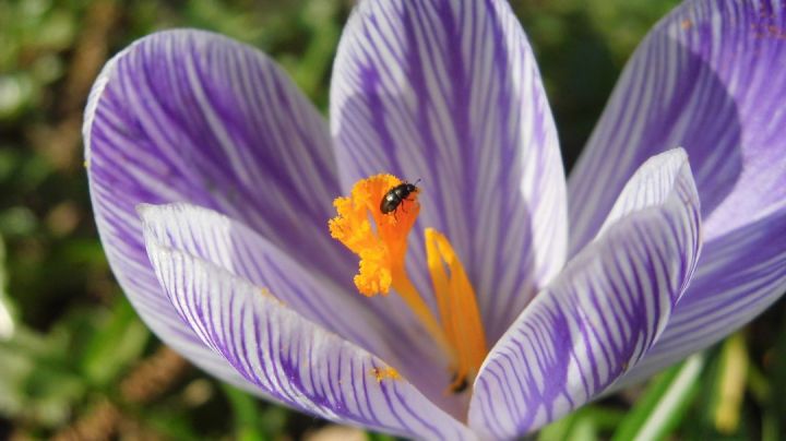 Spring Flower And Bug 1