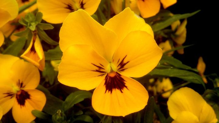 Yellow Pansy
