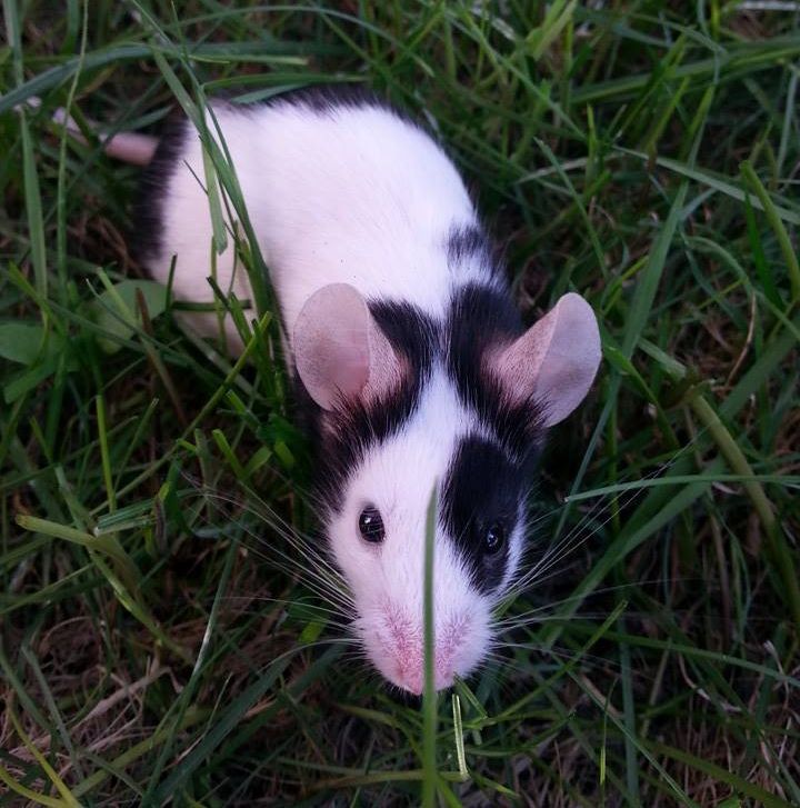 Black And White Mouse