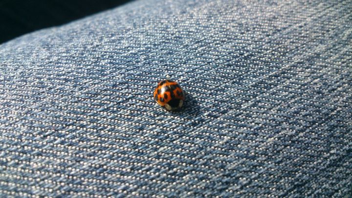 Ladybug on a Jeans