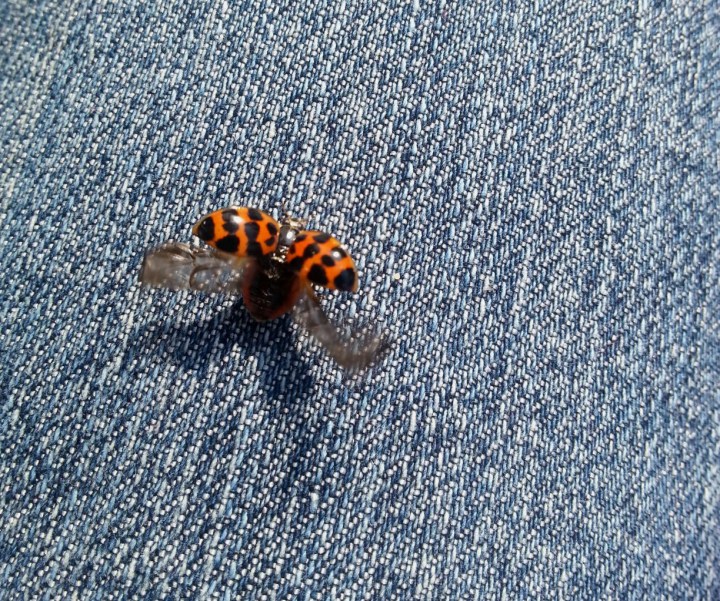 Ladybug Taking Off From A Blue Jeans