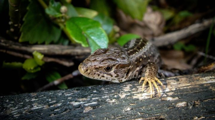 Sand Lizard - Zauneindechse 1