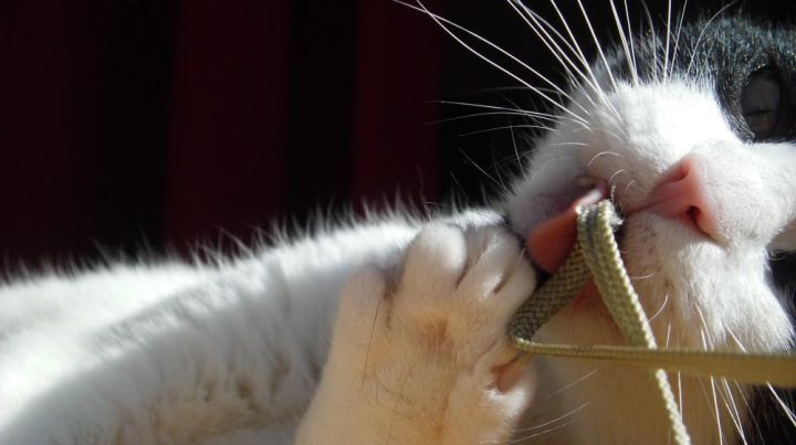 Shyna And The Digital Camera Strap