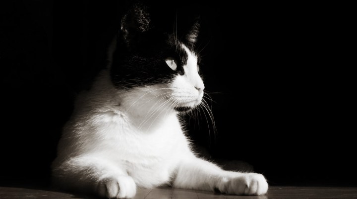 Shyna Monochome wih Gradient Map