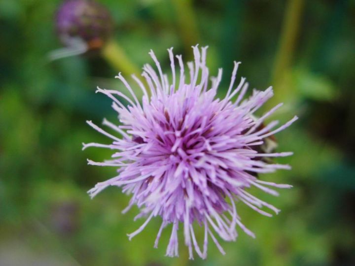 Strange Flower