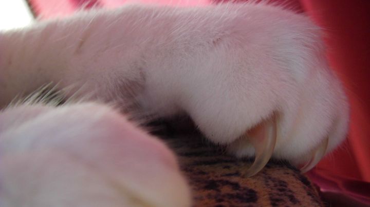 White Paws And Claws
