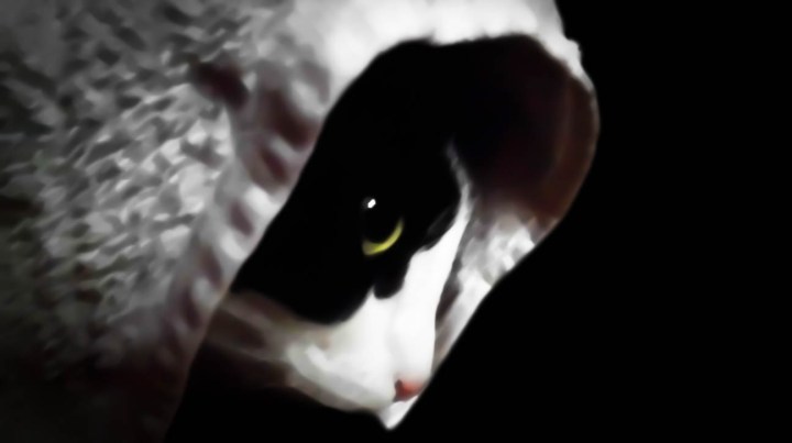 Cat And Towel Cutout