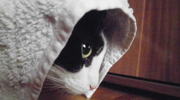 Cat And Towel Original Image