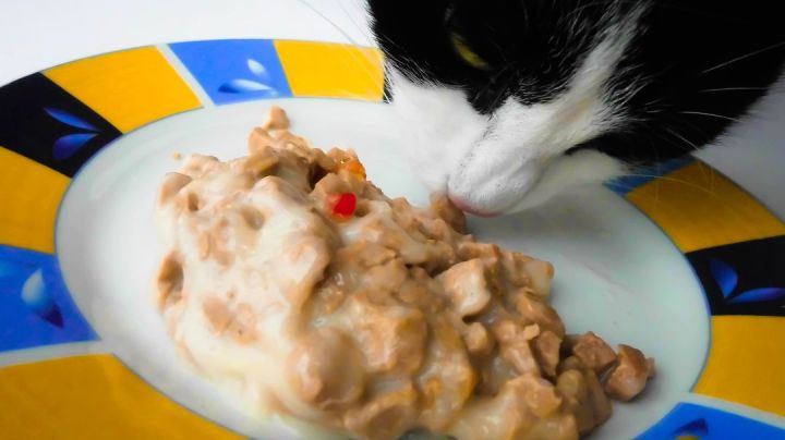 Chicken Fricassee For Cats