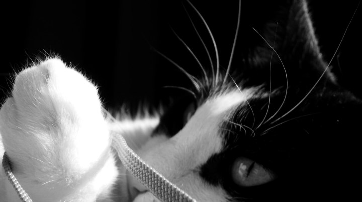 My Cat Black And White