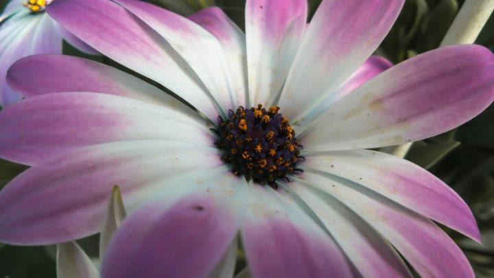 African Daisy, Cape Daisy, Osteospermum ecklonis