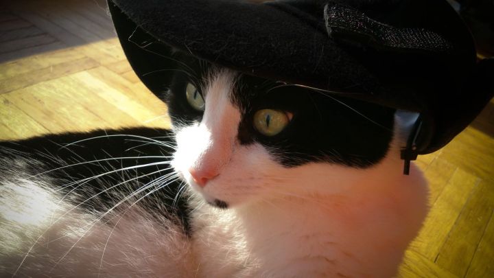 Cat Wears Hat