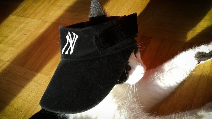 Cat With New York Yankees Cap