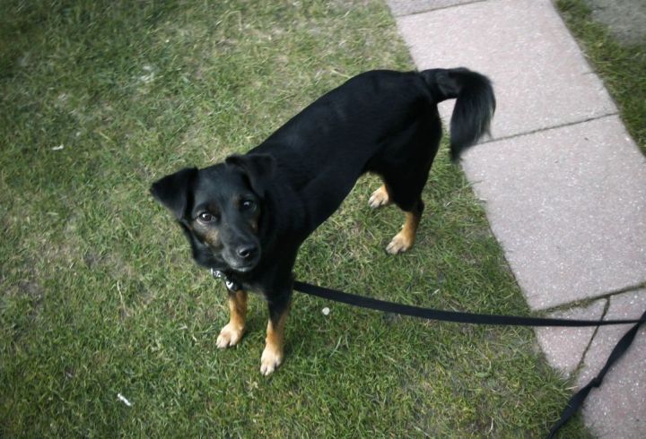 Emmi The Dog Of My Uncle