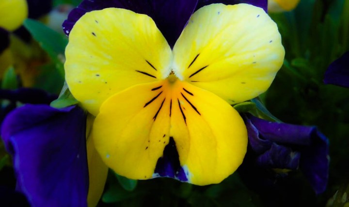 Pansy Flower