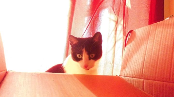 Supply For My Cat - Overexposed Original Image