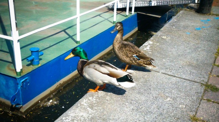 Two Ducks